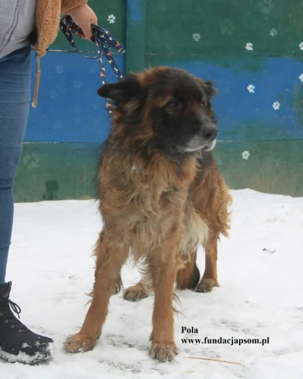 Pies do adopcji, Nowy Dwór Mazowiecki, 17 lutego 2026 (3/5)