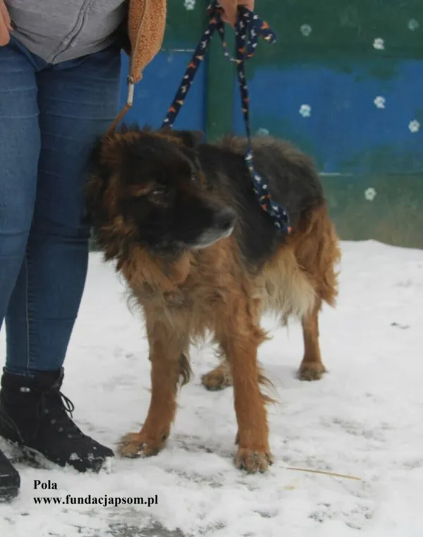 Pies do adopcji, Nowy Dwór Mazowiecki, 17 lutego 2026 (4/5)