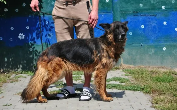 Pies do adopcji, Nowy Dwór Mazowiecki, 17 lutego 2026 (1/5)