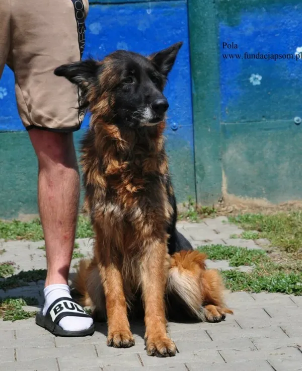Pies do adopcji, Nowy Dwór Mazowiecki, 17 lutego 2026 (2/5)