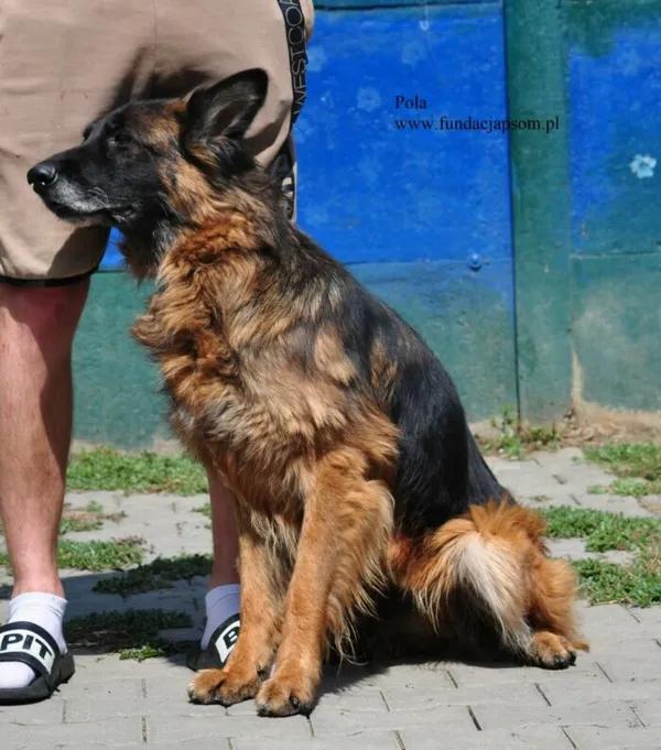 Pies do adopcji, Nowy Dwór Mazowiecki, 17 lutego 2026 (3/5)