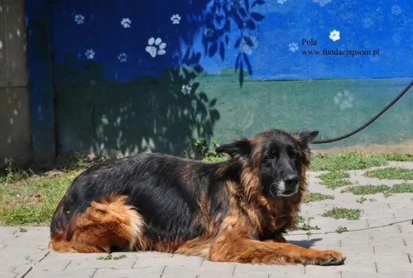 Pies do adopcji, Nowy Dwór Mazowiecki, 17 lutego 2026 (4/5)