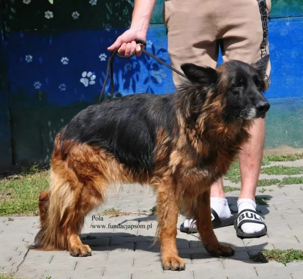 Pies do adopcji, Nowy Dwór Mazowiecki, 17 lutego 2026 (5/5)