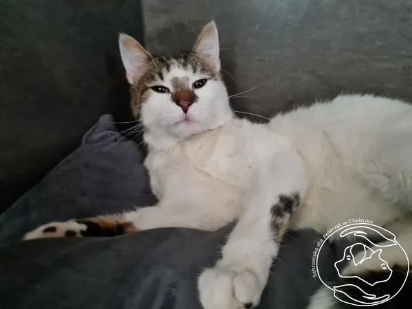 Znaleziono kota, Chełmek, 13 lutego 2026