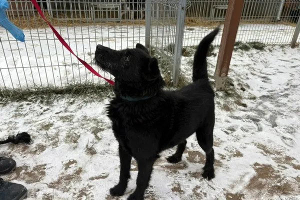 Pies do adopcji, Henrykowo, 13 sierpnia 2024 (1/3)