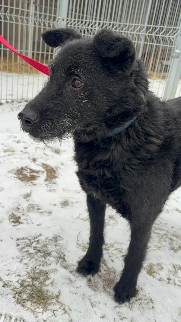 Pies do adopcji, Henrykowo, 13 sierpnia 2024 (2/3)