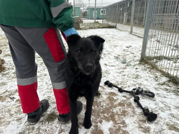 Pies do adopcji, Henrykowo, 13 sierpnia 2024 (3/3)