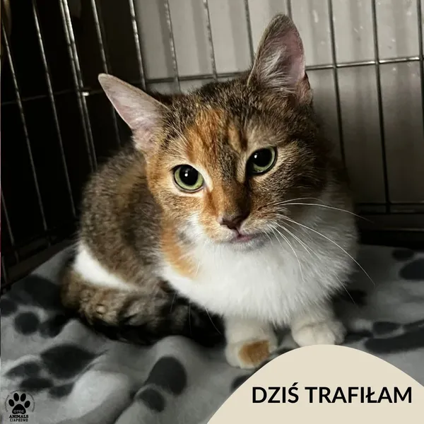 Znaleziono kota, Gdynia, 13 lutego 2026