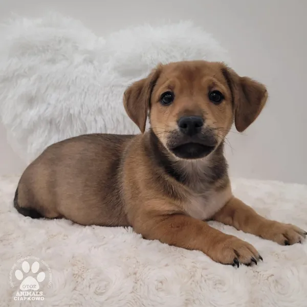 Pies do adopcji, Gdynia, 17 lutego 2026 (2/4)