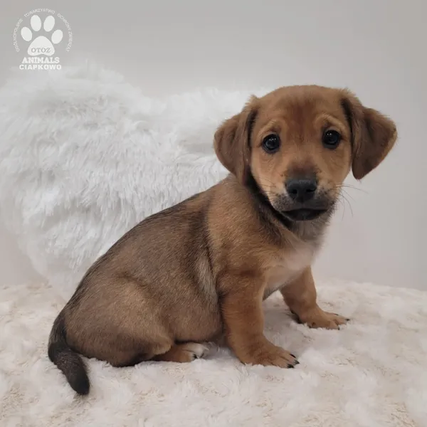 Pies do adopcji, Gdynia, 17 lutego 2026 (4/4)