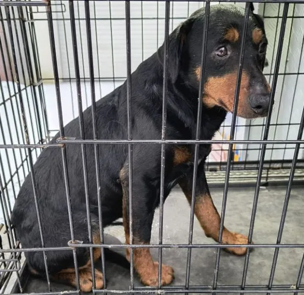 Znaleziono psa, Radom, 15 lutego 2026