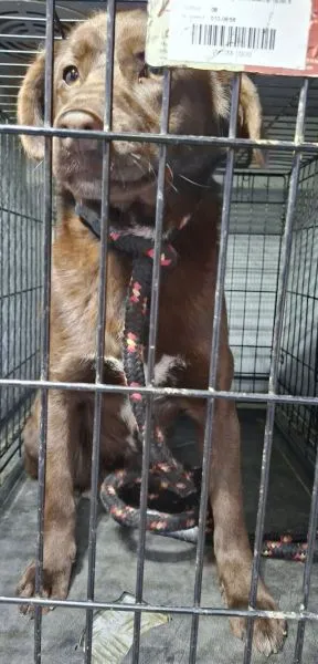 Znaleziono psa, Radom, 14 lutego 2026