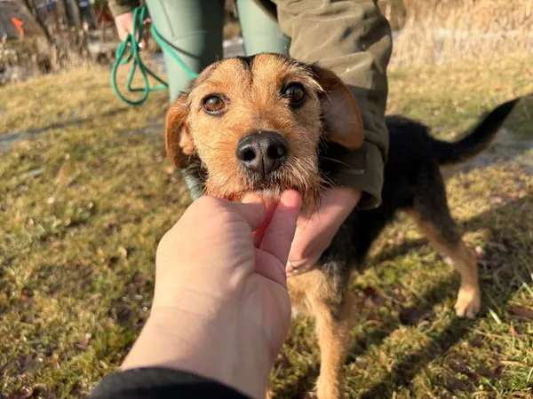 Pies do adopcji, Bełchatów, 22 stycznia 2026 (1/5)