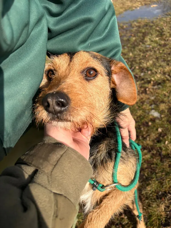 Pies do adopcji, Bełchatów, 22 stycznia 2026 (5/5)