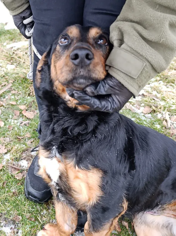 Pies do adopcji, Bełchatów, 10 lutego 2026 (1/5)