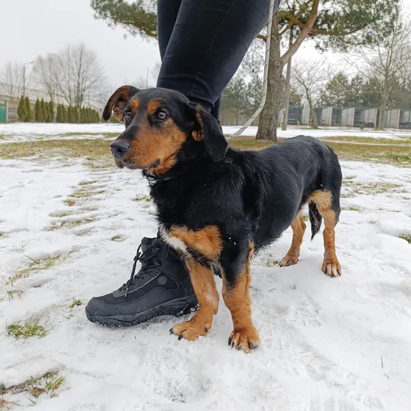 Pies do adopcji, Bełchatów, 10 lutego 2026 (2/5)