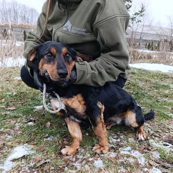 Pies do adopcji, Bełchatów, 10 lutego 2026 (4/5)