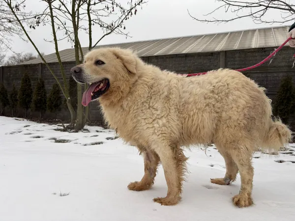 Pies do adopcji, Bełchatów, 29 grudnia 2025 (2/5)