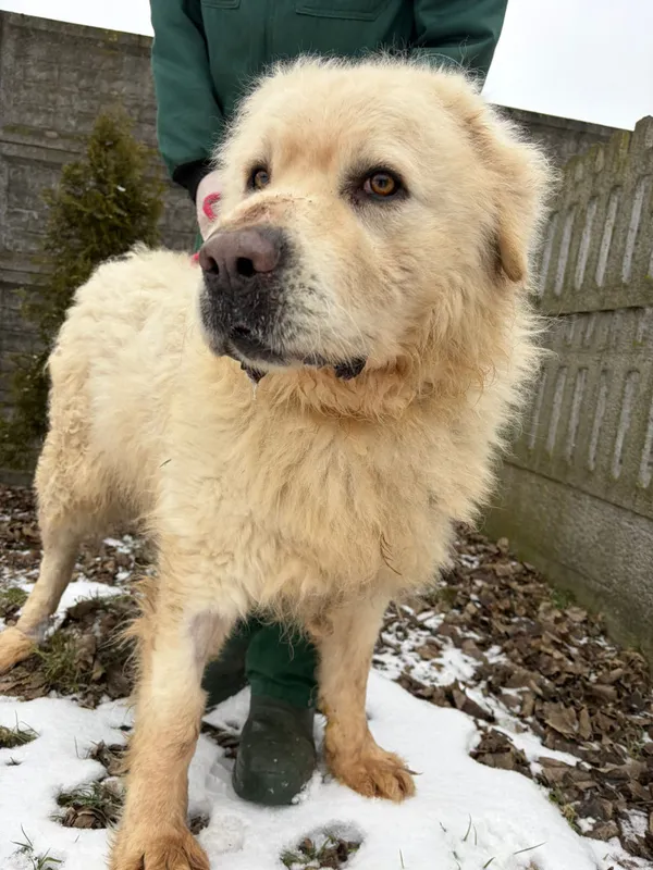 Pies do adopcji, Bełchatów, 29 grudnia 2025 (3/5)