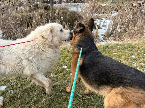 Pies do adopcji, Bełchatów, 29 grudnia 2025 (4/5)