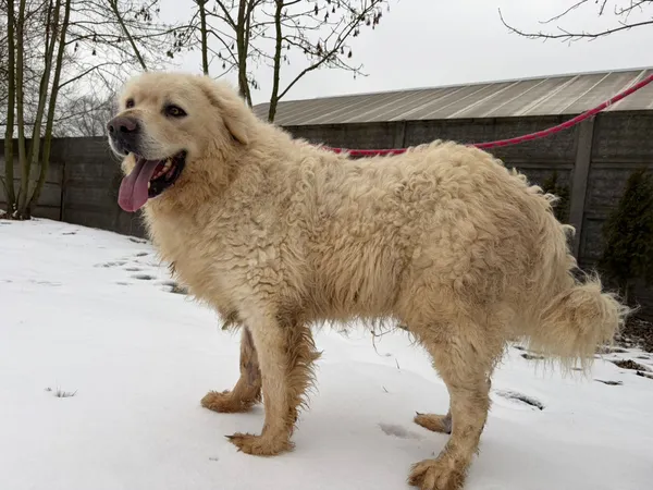 Pies do adopcji, Bełchatów, 29 grudnia 2025 (5/5)