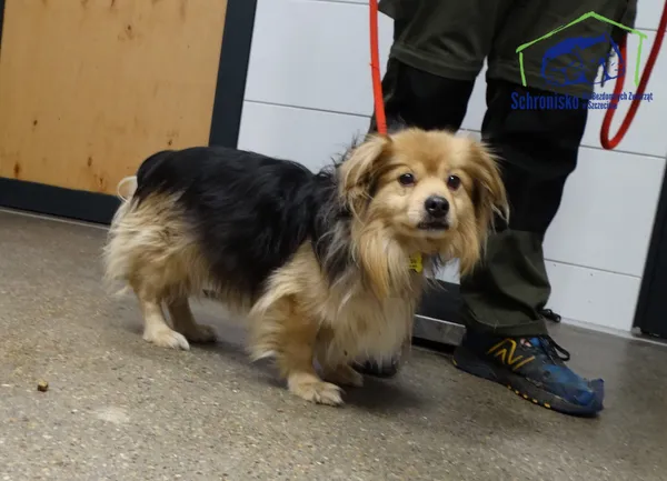 Pies do adopcji, Szczecin, 17 lutego 2026 (1/2)