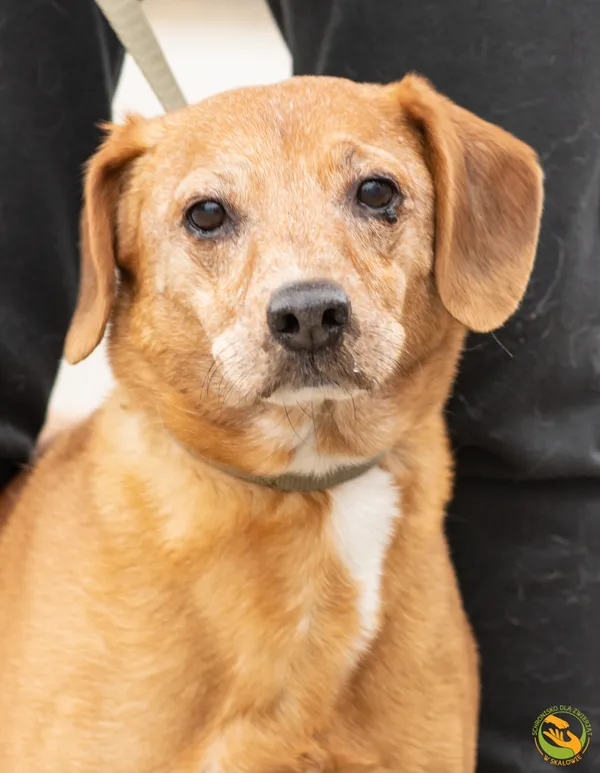 Znaleziono psa, Skałowo, 17 lutego 2026 (1/3)