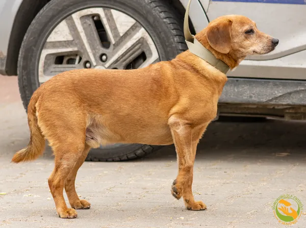 Znaleziono psa, Skałowo, 17 lutego 2026 (2/3)