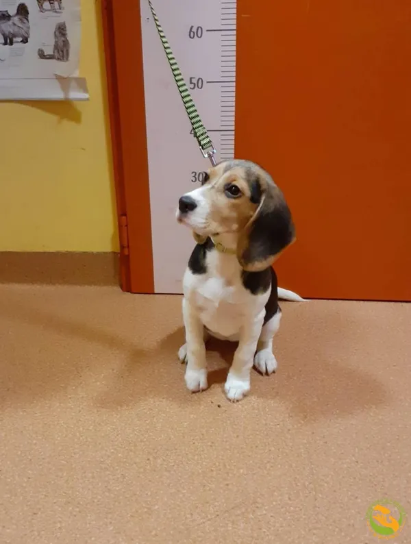 Znaleziono psa, Skałowo, 17 lutego 2026 (1/2)