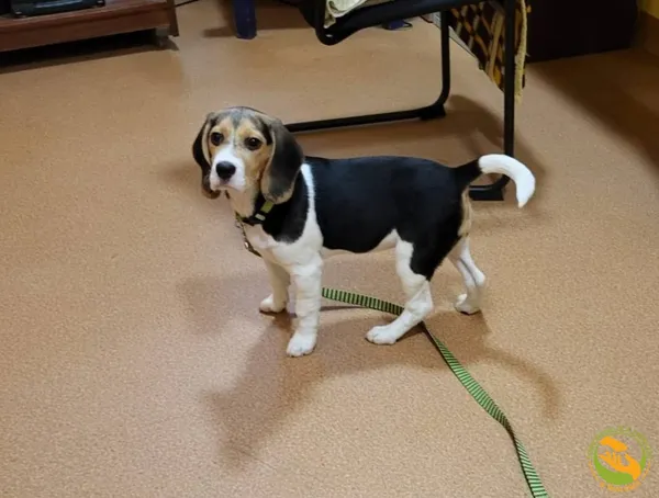 Znaleziono psa, Skałowo, 17 lutego 2026 (2/2)