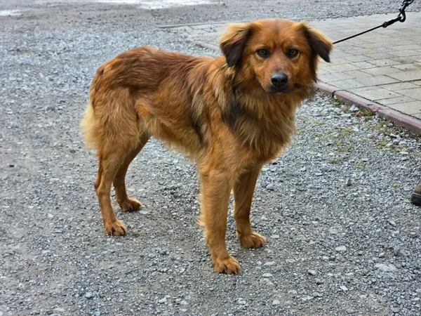 Pies do adopcji, Ropczyce, 17 lutego 2026