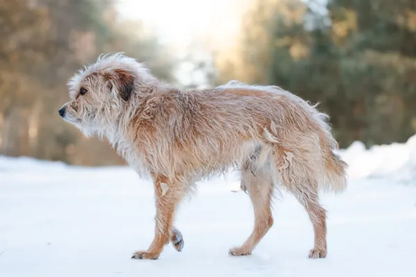 Pies do adopcji, Nowodwór, 17 lutego 2026 (2/5)