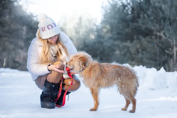 Pies do adopcji, Nowodwór, 17 lutego 2026 (4/5)