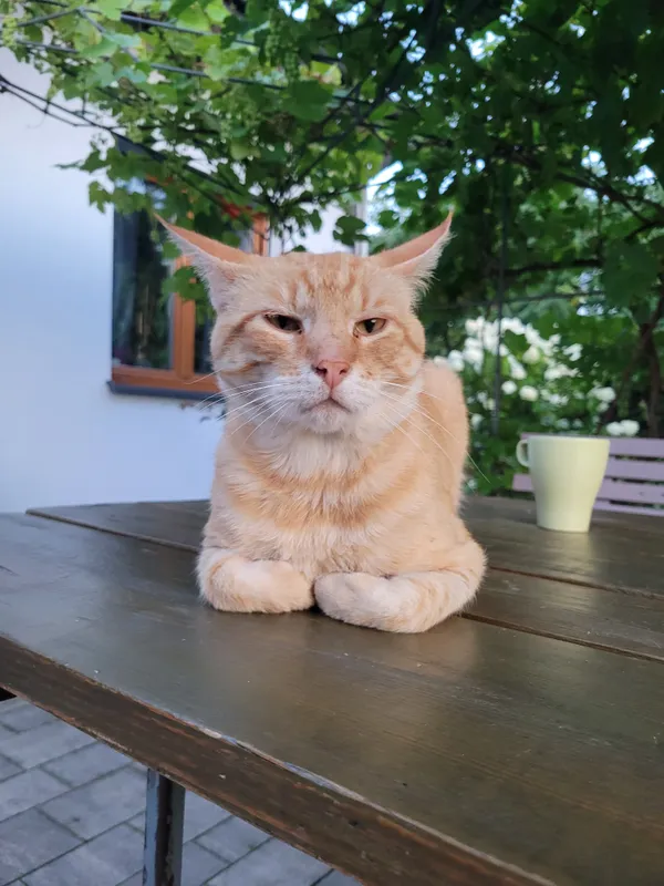 Zaginął kot, Brwinów, 18 lutego 2026 (1/5)