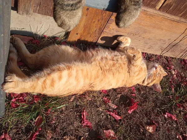 Zaginął kot, Brwinów, 18 lutego 2026 (3/5)