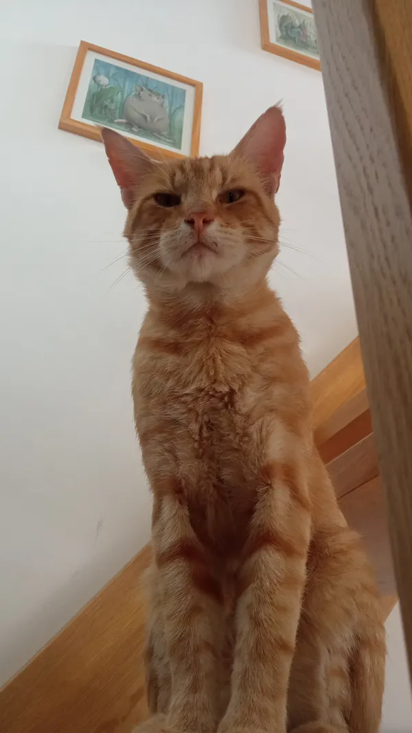 Zaginął kot, Brwinów, 18 lutego 2026 (5/5)