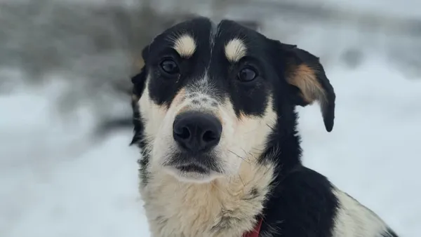 Znaleziono psa, Tatary, 18 listopada 2025 (1/4)