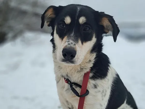 Znaleziono psa, Tatary, 18 listopada 2025 (3/4)