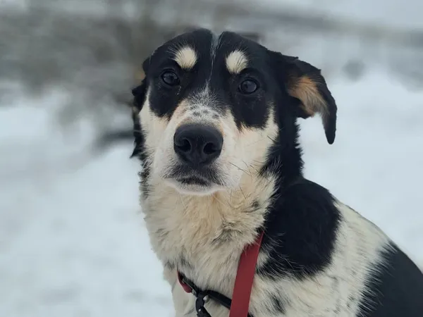 Znaleziono psa, Tatary, 18 listopada 2025 (4/4)