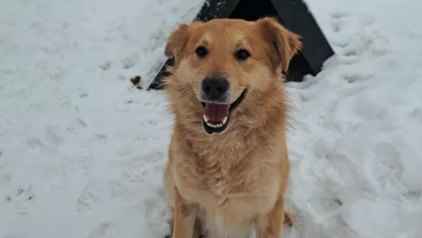 Znaleziono psa, Tatary, 18 listopada 2025 (1/4)