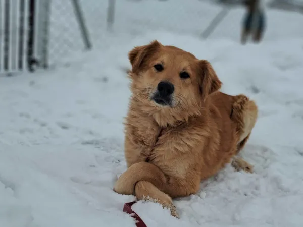 Znaleziono psa, Tatary, 18 listopada 2025 (2/4)