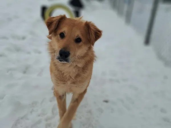 Znaleziono psa, Tatary, 18 listopada 2025 (3/4)