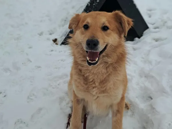 Znaleziono psa, Tatary, 18 listopada 2025 (4/4)