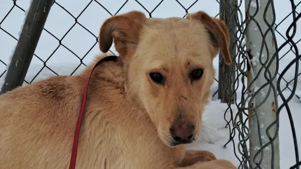 Znaleziono psa, Tatary, 18 listopada 2025 (1/3)