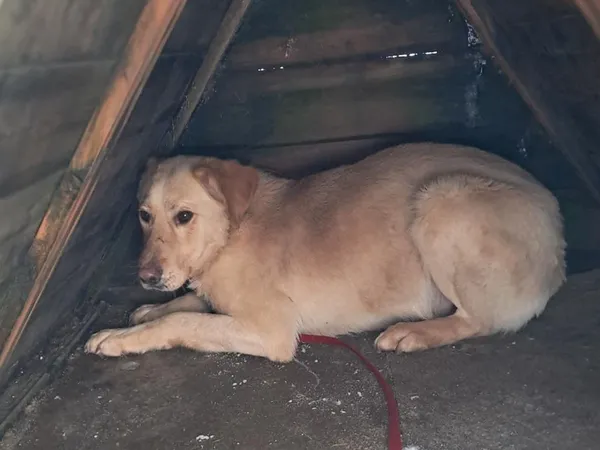 Znaleziono psa, Tatary, 18 listopada 2025 (2/3)