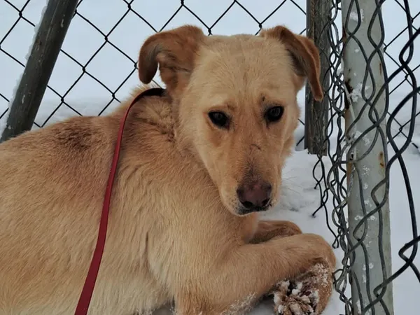 Znaleziono psa, Tatary, 18 listopada 2025 (3/3)