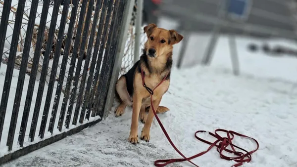 Znaleziono psa, Tatary, 18 listopada 2025 (1/4)