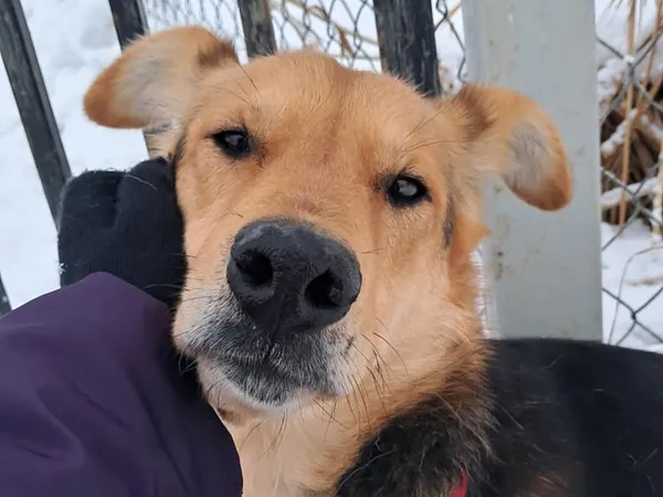 Znaleziono psa, Tatary, 18 listopada 2025 (3/4)