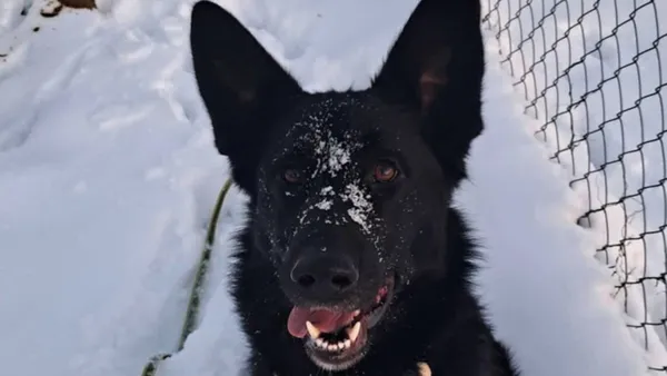 Znaleziono psa, Tatary, 10 września 2025 (1/5)