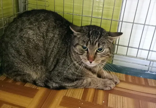 Znaleziono kota, Racibórz, 16 lutego 2026